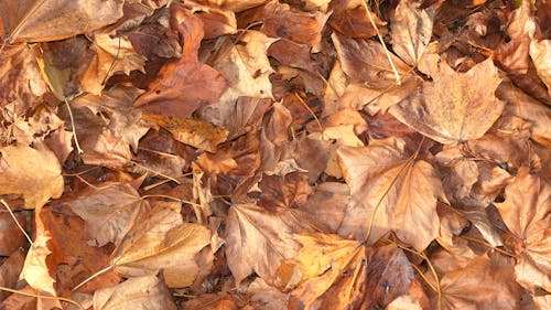 бесплатная Куча коричневых сушеных листьев Стоковое фото