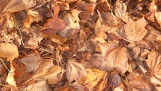 赫特福德郡林地的秋叶在秋季特写镜头中