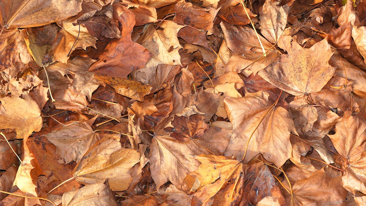 免费 堆的棕色干树叶 素材图片