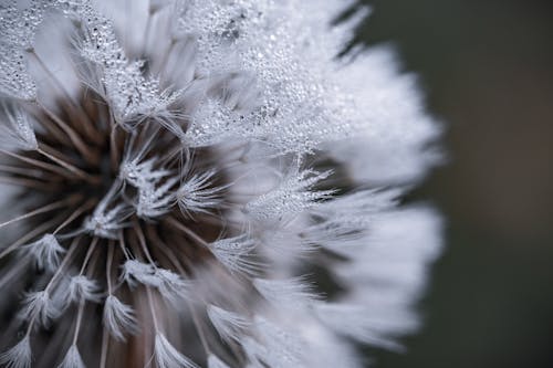 Gratis Fotografi Fokus Otomatis Bunga Putih Foto Stok