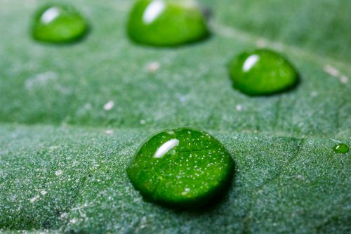 Free Close-up image of water droplets resting on a vibrant green leaf surface. Stock Photo
