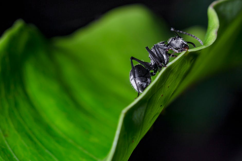  Black  Carpenter Ant  on Leaf in Close  up  Photography  Free 