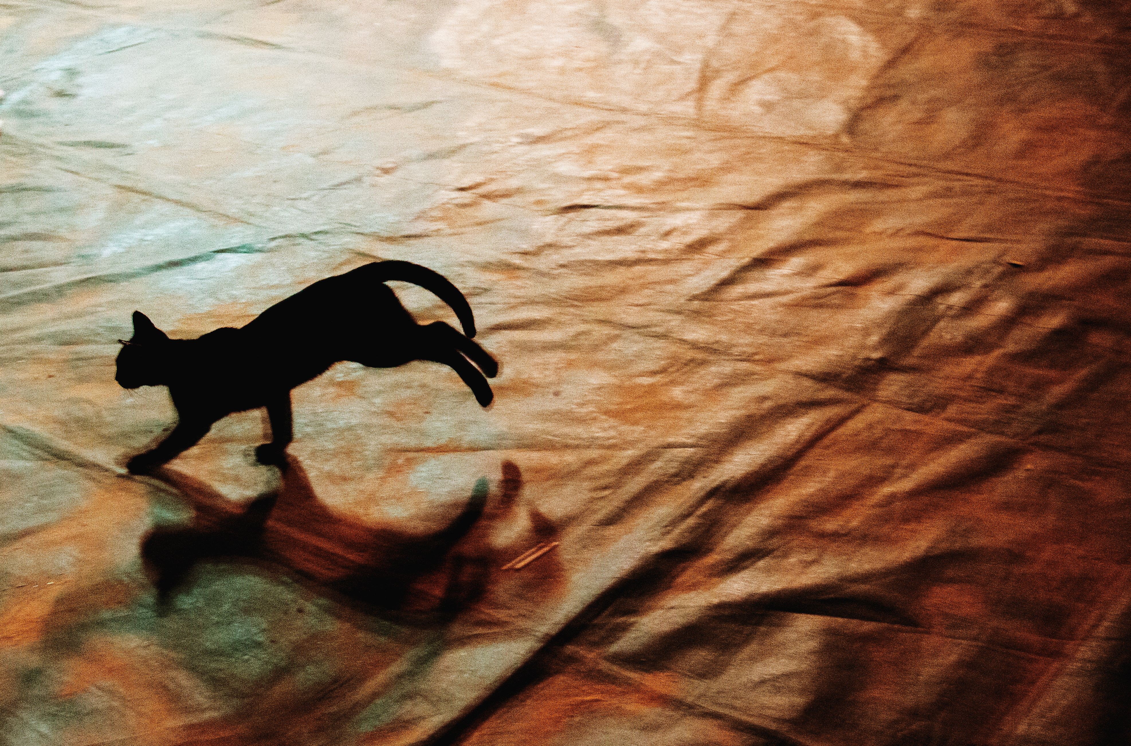 Artistic silhouette of a cat running on a textured surface, captured in dramatic lighting.