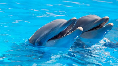 Schattige Dolfijnen Op Het Wateroppervlak