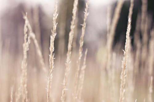 Fotos de stock gratuitas de al aire libre, beige, malas hierbas