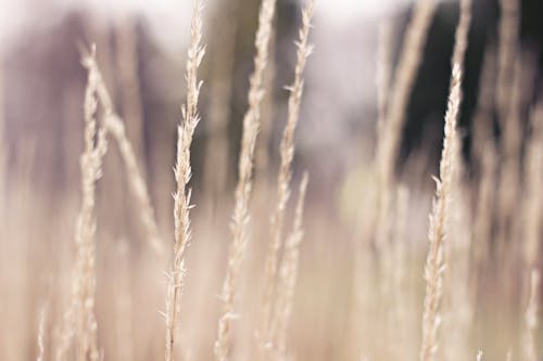 Free stock photo of beige, matte, nature