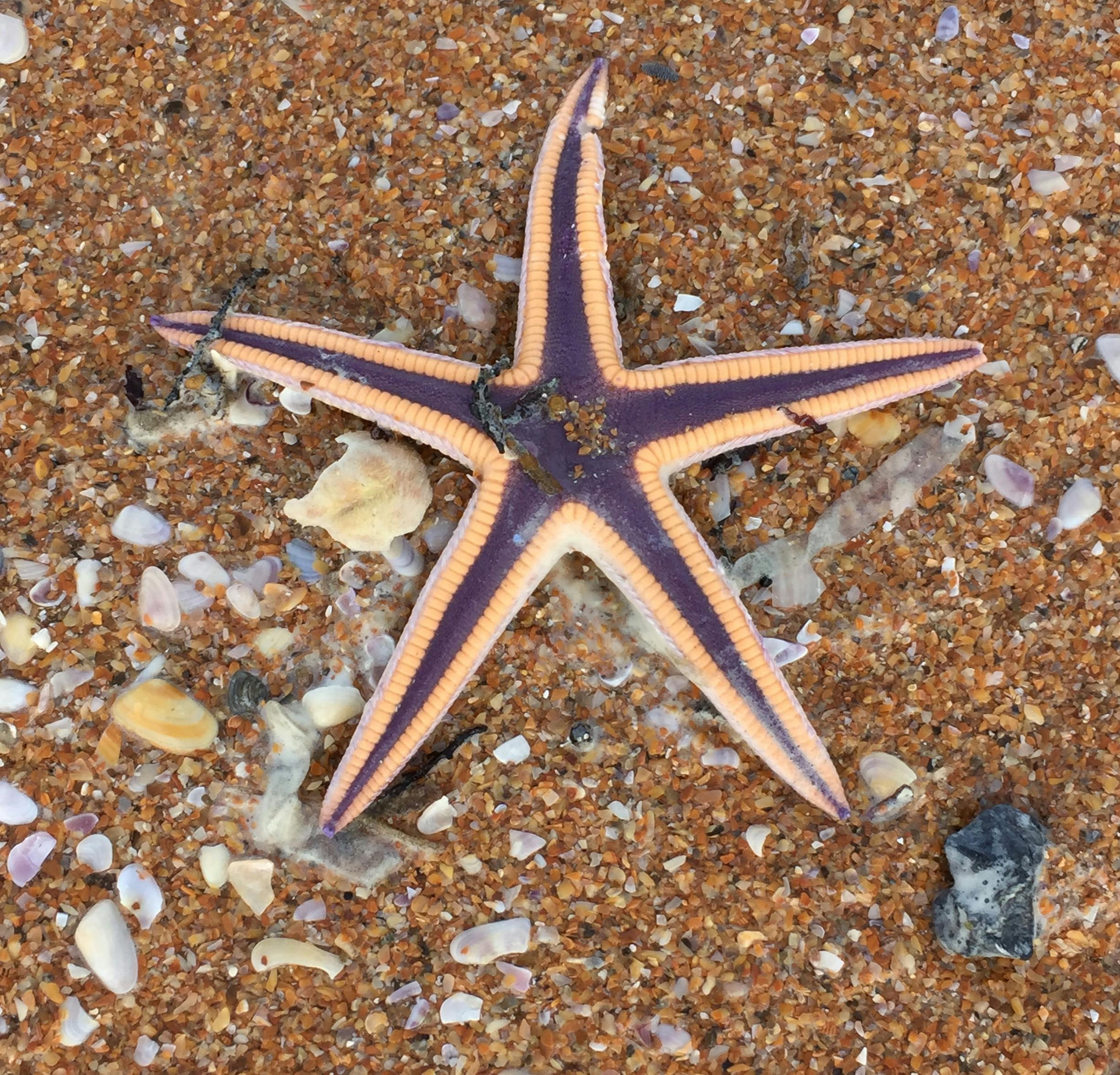 Free stock photo of marine life, sea life, starfish