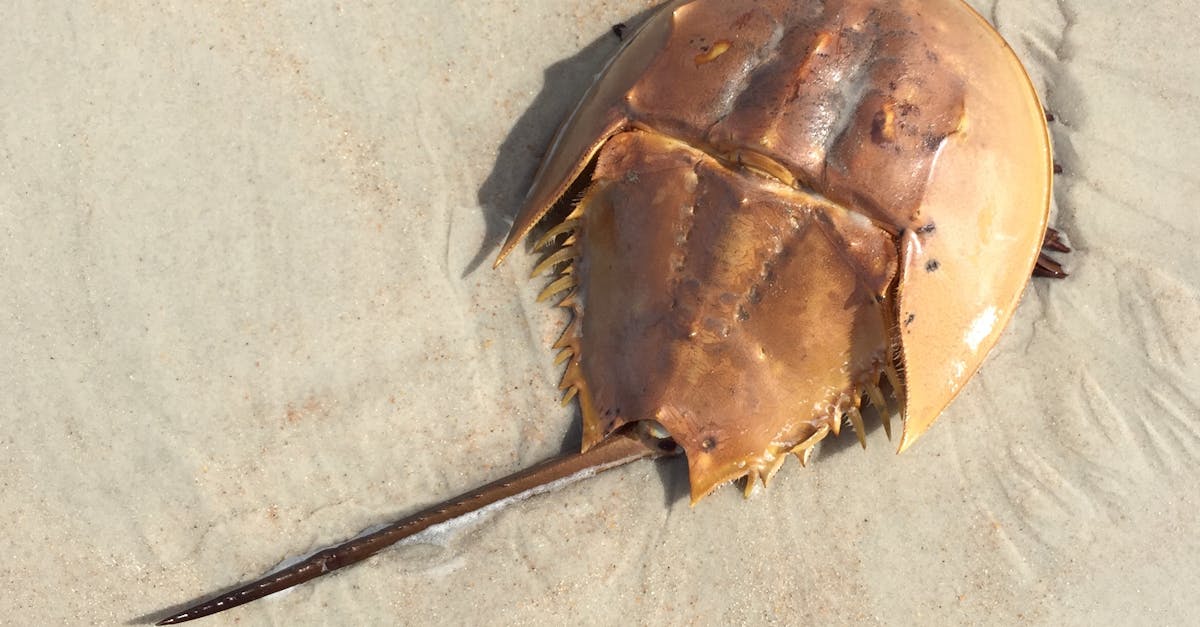 Free stock photo of Horseshoe Crab, marine life, ocean