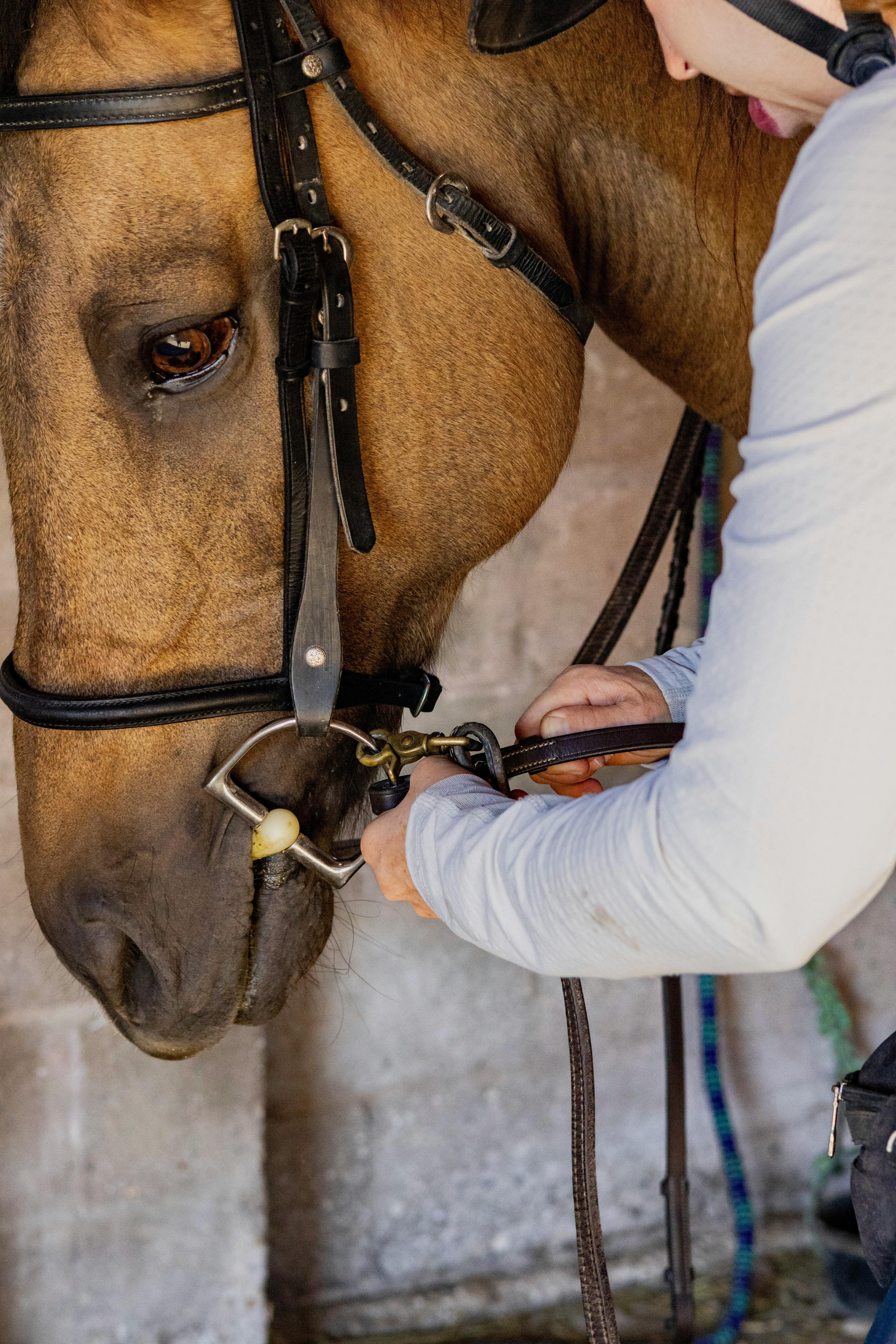 Close-up of a woman adjusting a horse's bridle, showcasing intimate care.