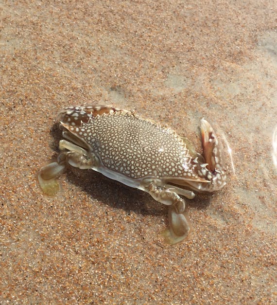 Free stock photo of crab, marine life, sea life