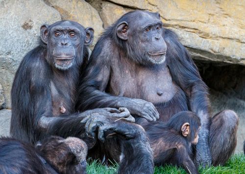 Free A group of chimpanzees, including an infant, relaxing on grass in a zoo against a rocky backdrop. Stock Photo