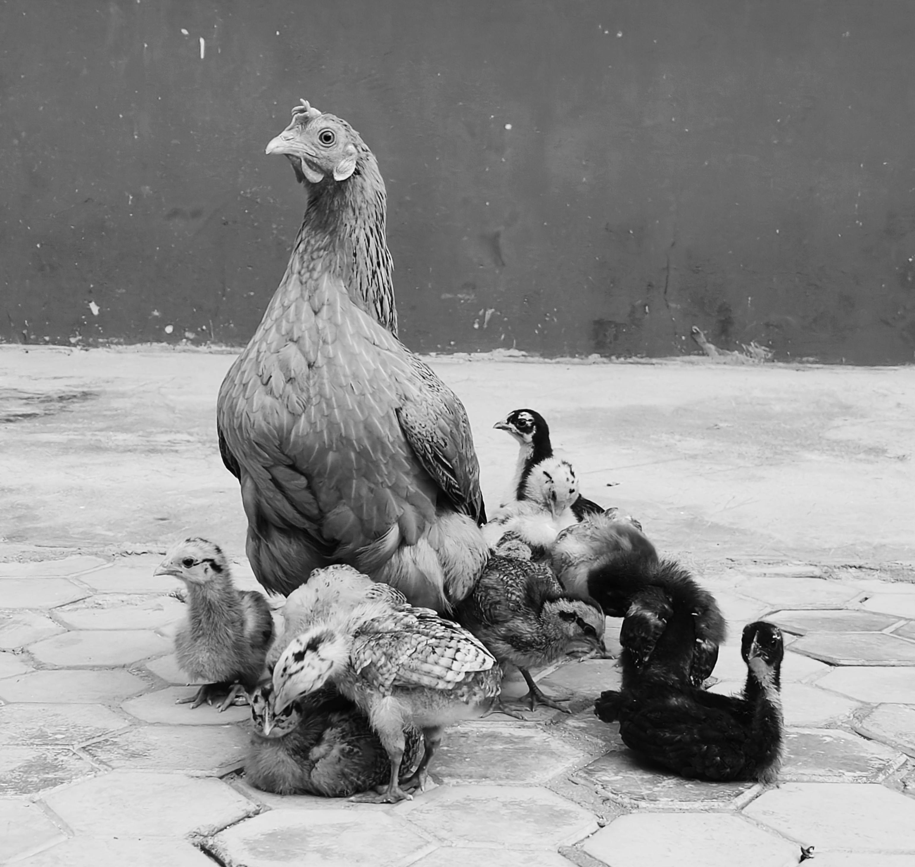 black and white photo of a hen with chicks