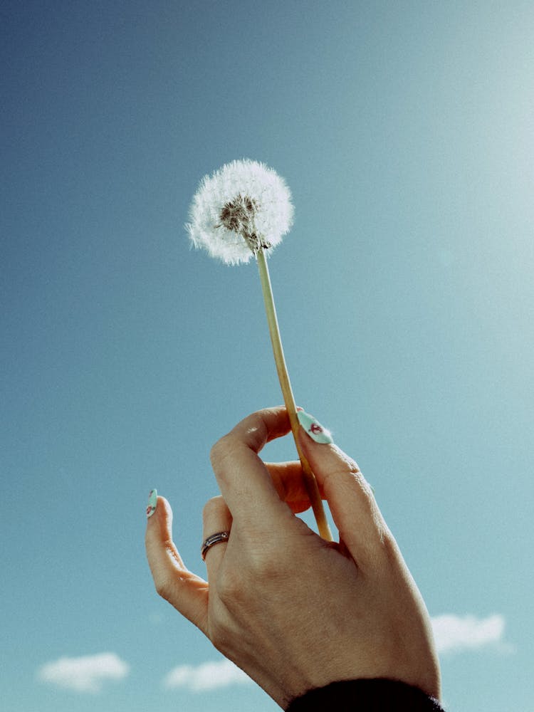 Woman Holding A Dandelion Flower 