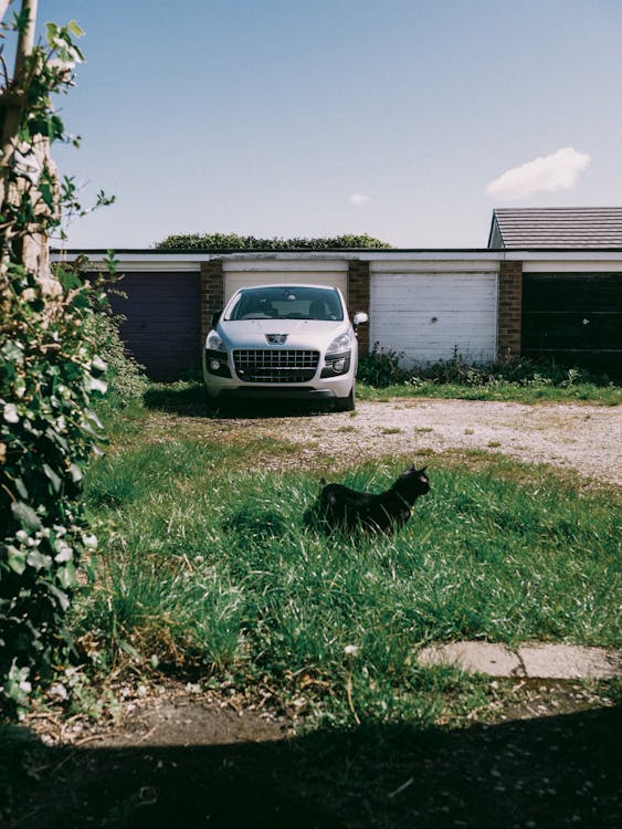 A black cat sitting in front of a garage