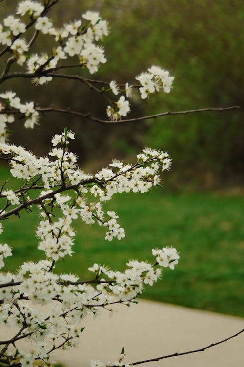 White flowers on a green background.