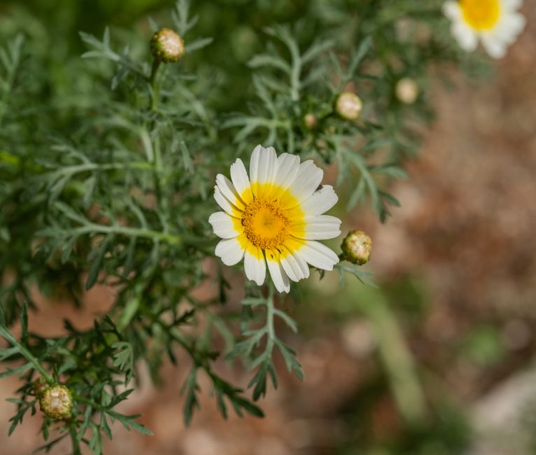 Close-up of a vibrant marguerite daisy with lush green leaves, captured in the summer sun of İzmir.