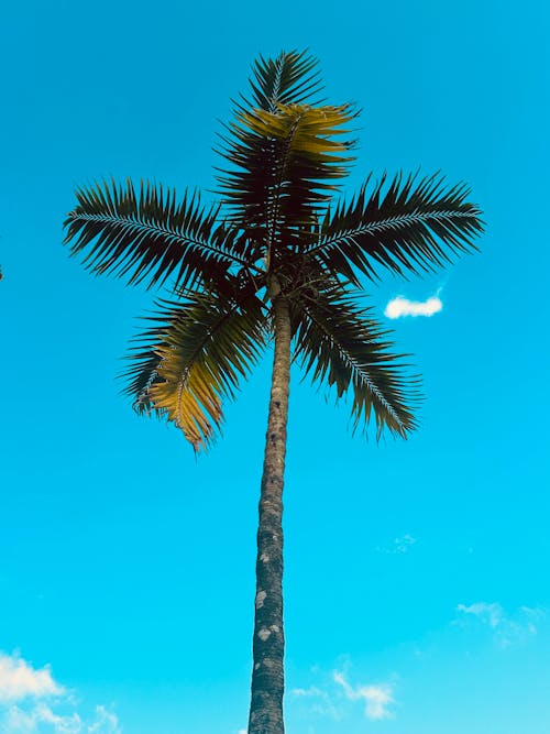 Tropical Palm Tree With Blue Sky