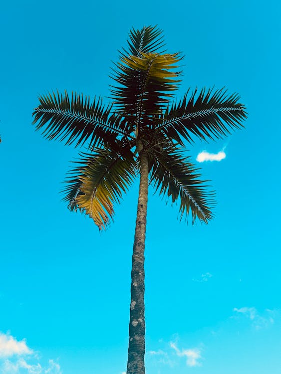 Tropical Palm Tree With Blue Sky