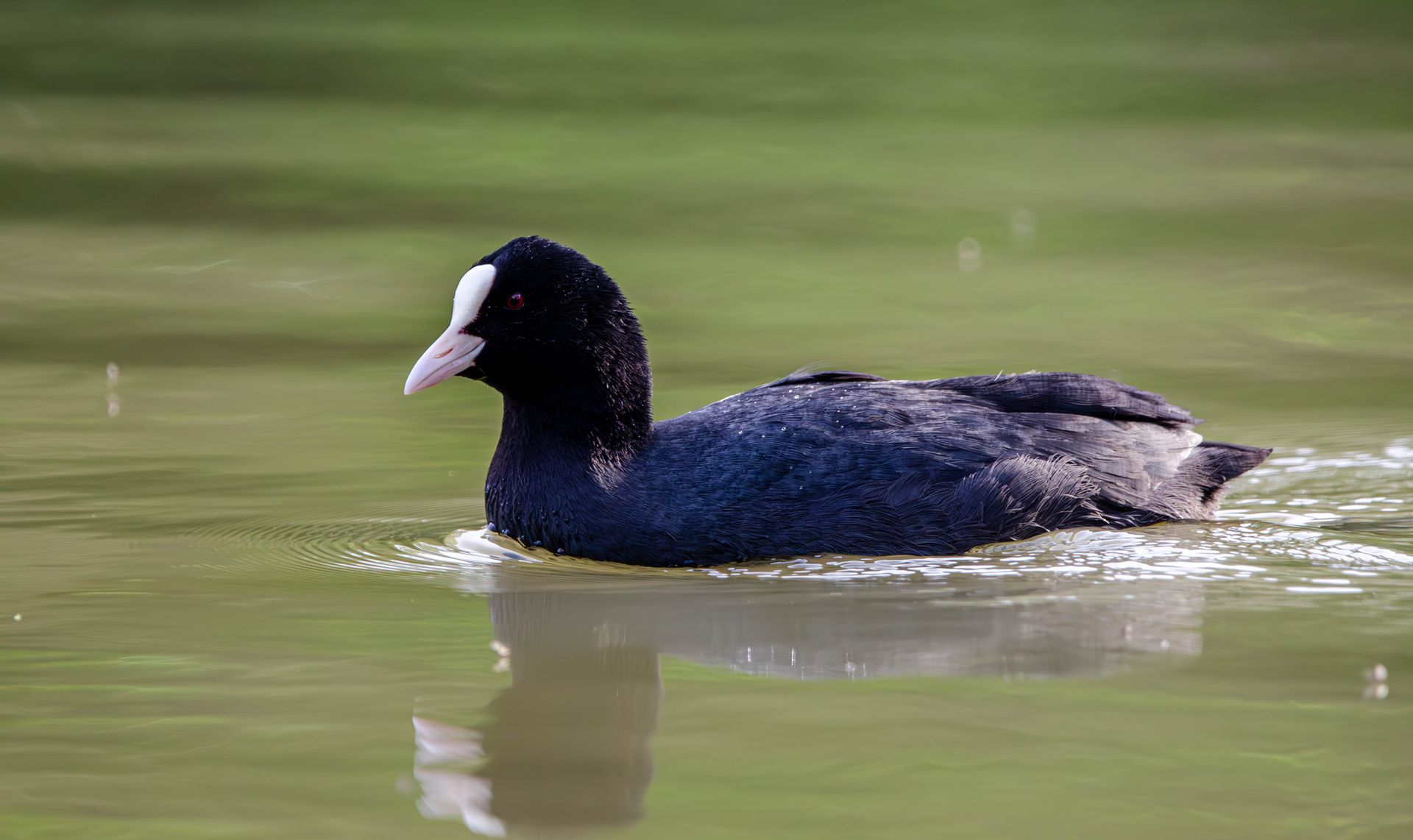 A Eurasian Coot (Fulica atra) swims gracefully on a tranquil lake in Salzgitter, Germany.