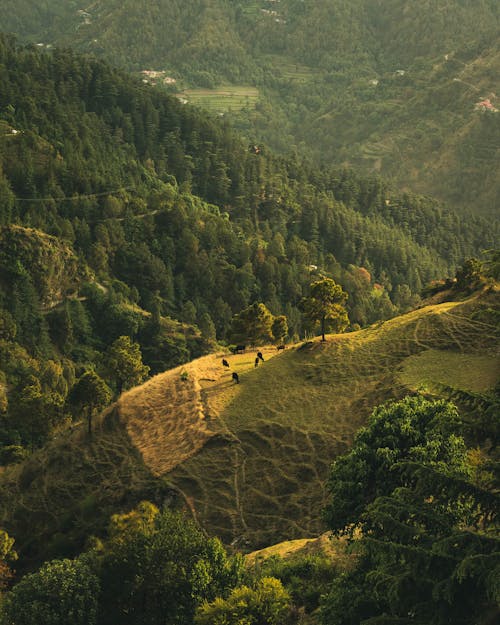 垂直拍摄, 天性, 山丘 的 免费素材图片