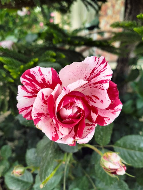 hybrid Rose