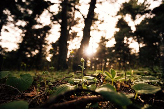 A sunbeam illuminates a budding plant in a dense forest, capturing nature's renewal.
