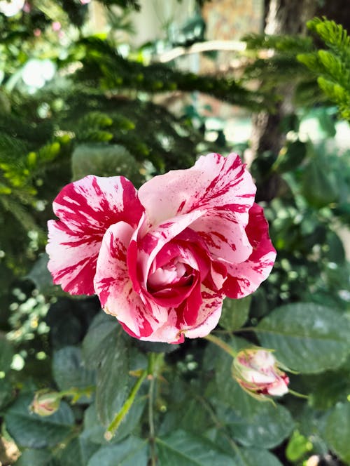color  rose 