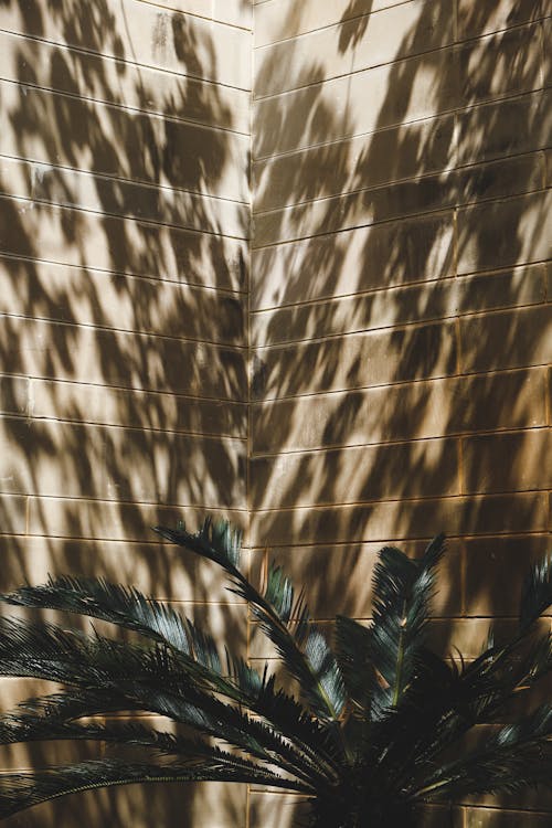 View of Palm Tree next to a Wall with a Shadow of a Tree