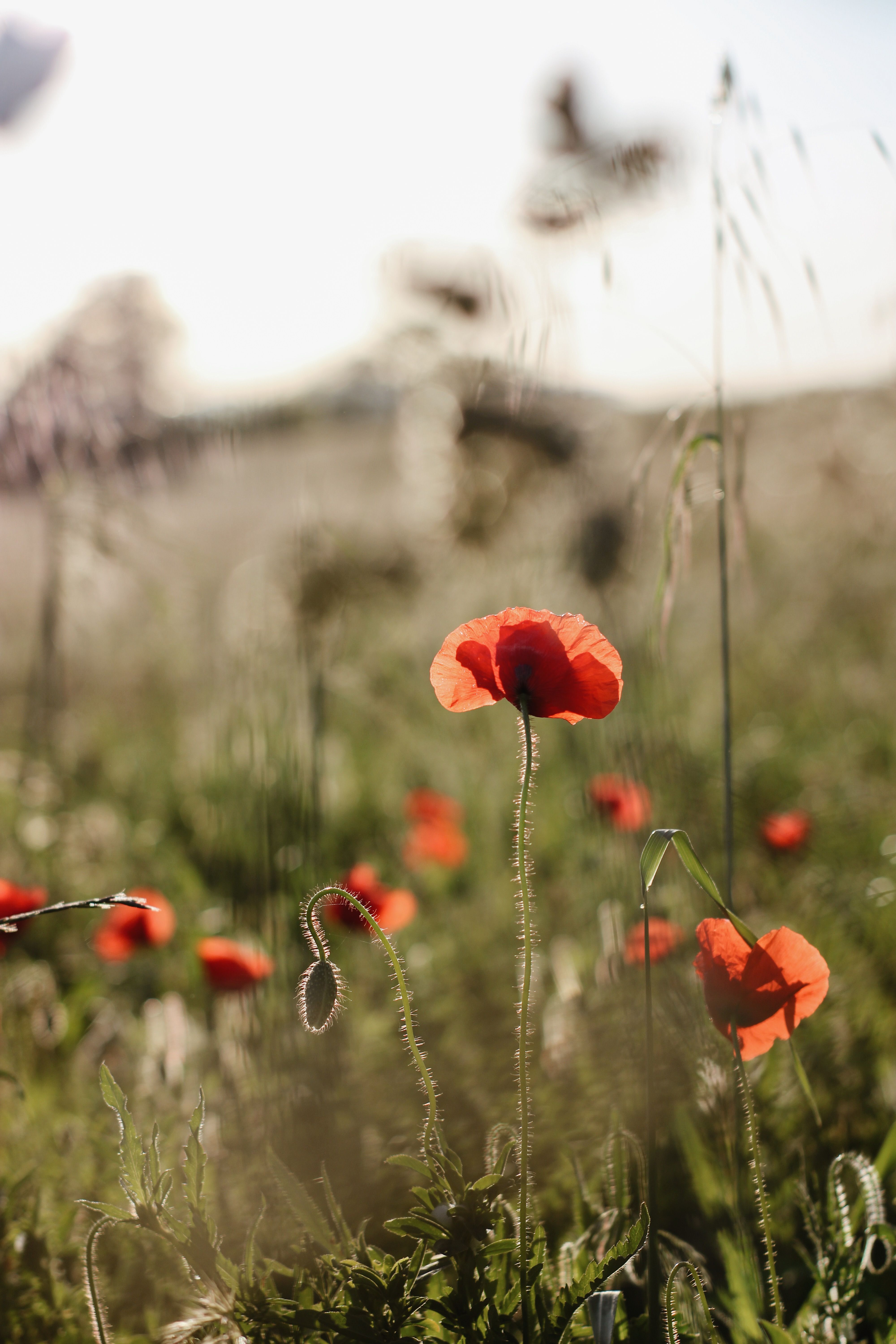 Poppy Flowers in a Field · Free Stock Photo