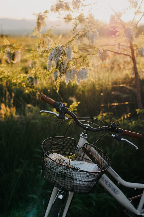 Gratis lagerfoto af afslapning, blad, cykel