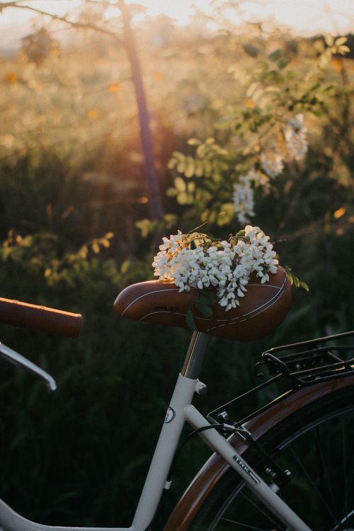 Free Bicycle with white flowers on the saddle during sunset in a serene field. Stock Photo