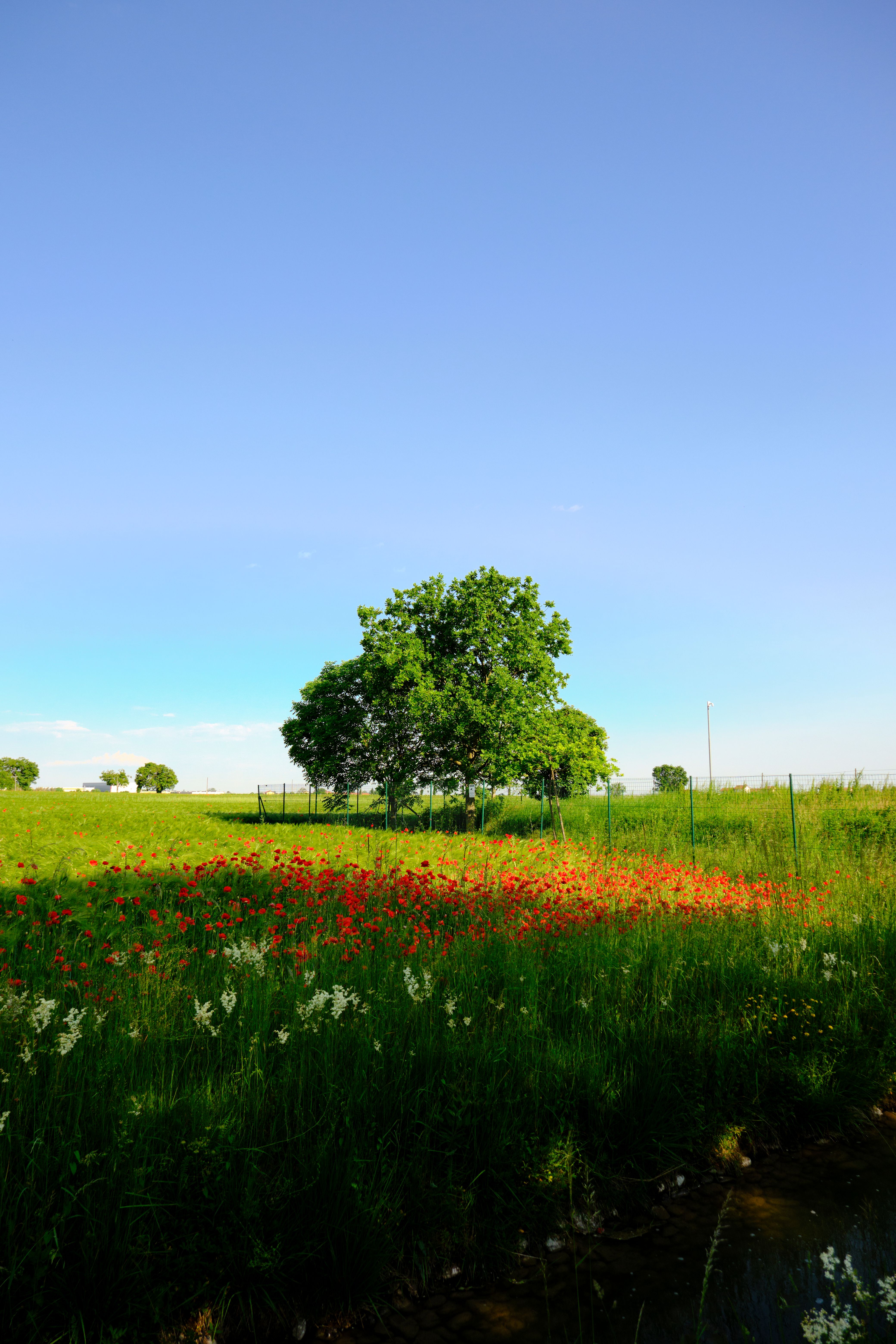Tranquil landscape of a meadow with blooming flowers and lush green trees, ideal for nature and travel themes.