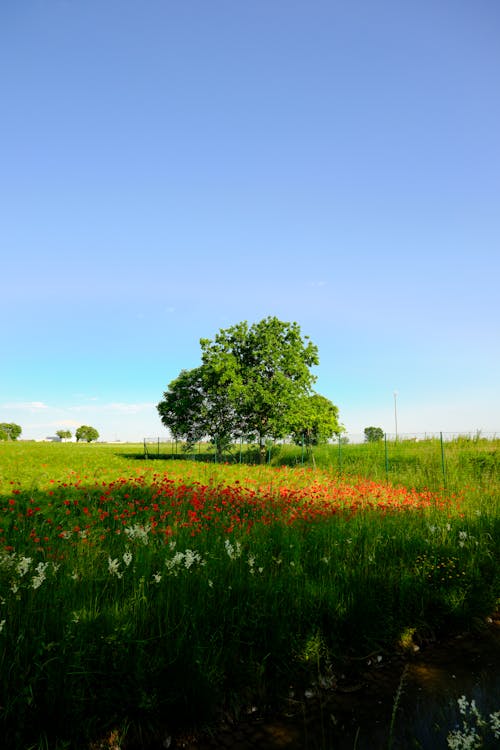 A field of poppies and a tree in the middle