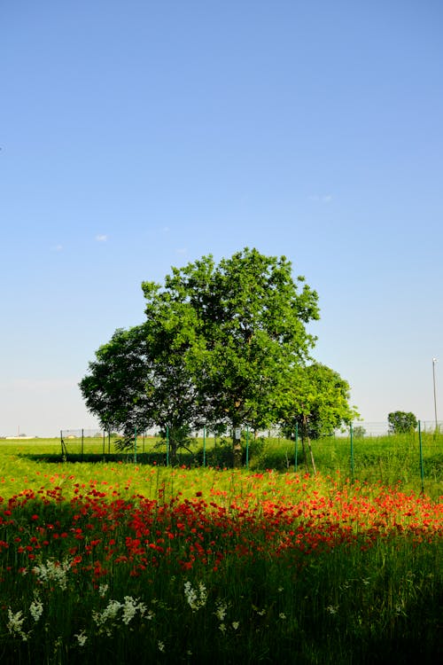 Imagine de stoc gratuită din arbore, câmp, câmp de fân