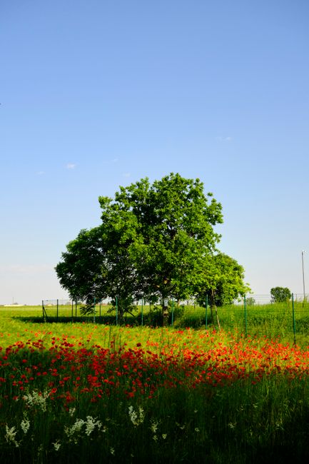 A serene landscape of lush greenery and blooming wildflowers under a clear blue sky in Roveredo, Italy.