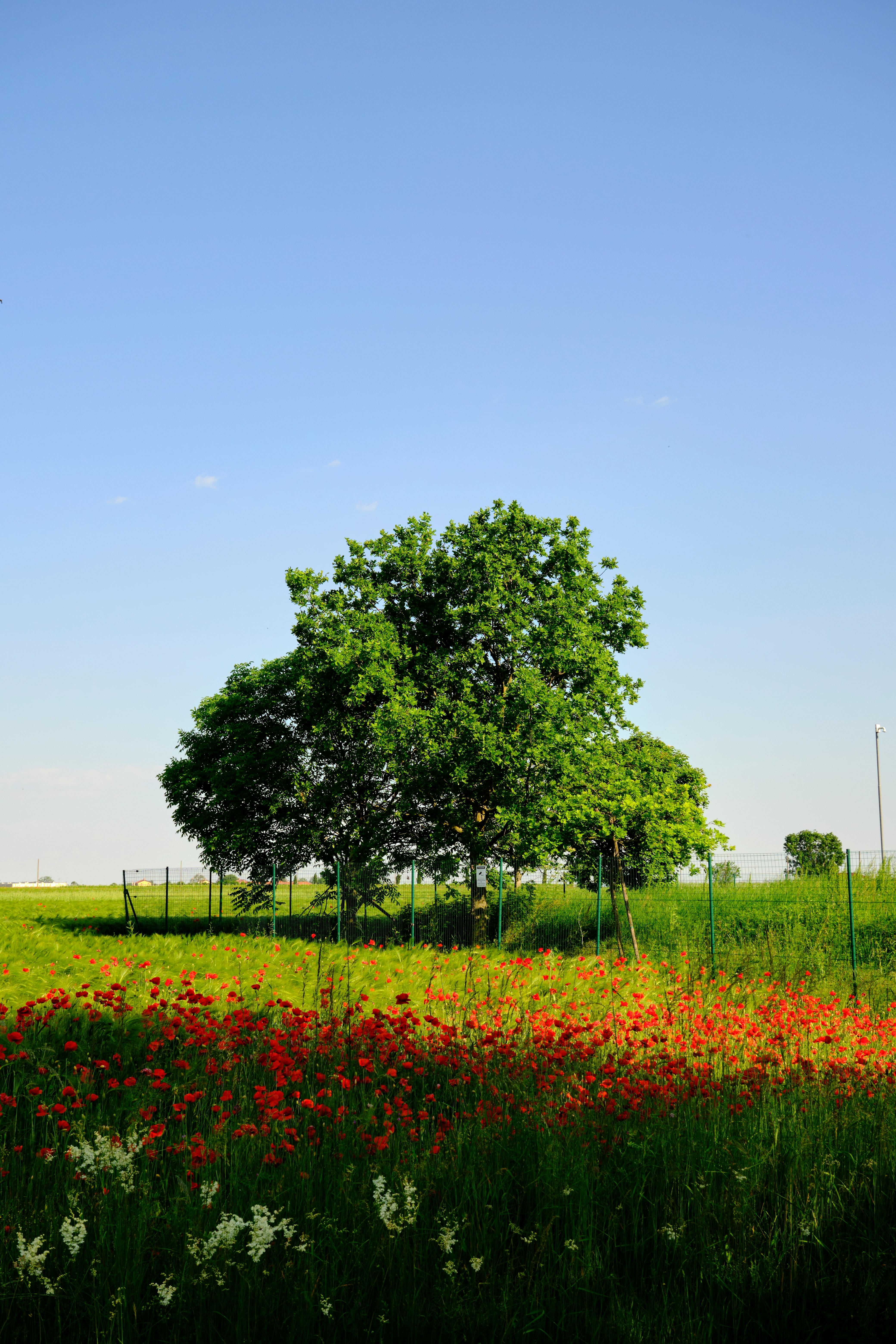 Tree and Flowers in Countryside · Free Stock Photo, image size:4160x6240