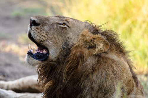 Free Close-up of a majestic lion yawning in the wild, showcasing its impressive mane and sharp teeth. Stock Photo