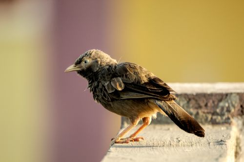 Free Close-up of a Yellow-billed Babbler perching on an edge with blurred background in daylight. Stock Photo