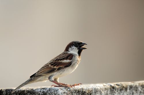 Free A close-up of an Italian sparrow perching on a ledge with a blurred background. Stock Photo