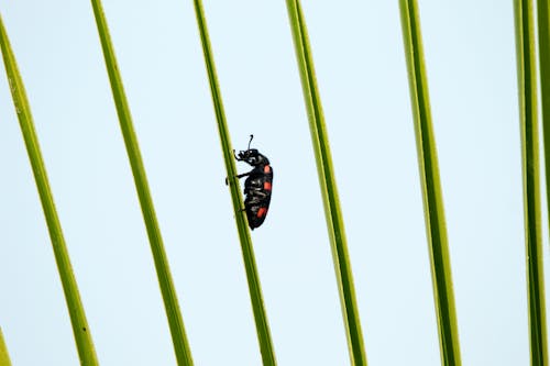 Бесплатное стоковое фото с beetle, hycleus, naturephotography