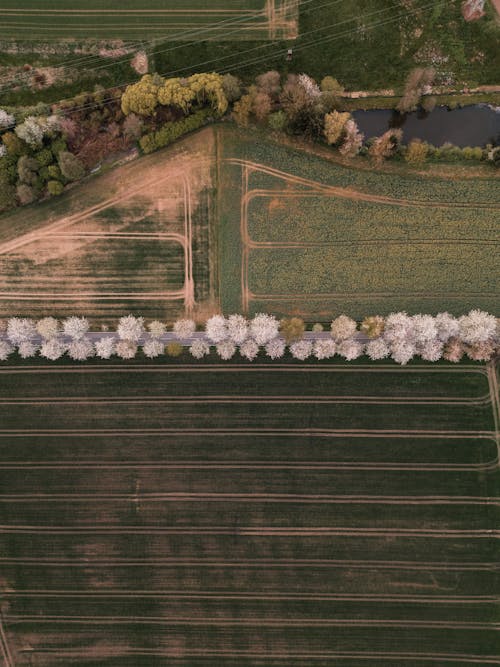 An aerial view of a field with trees