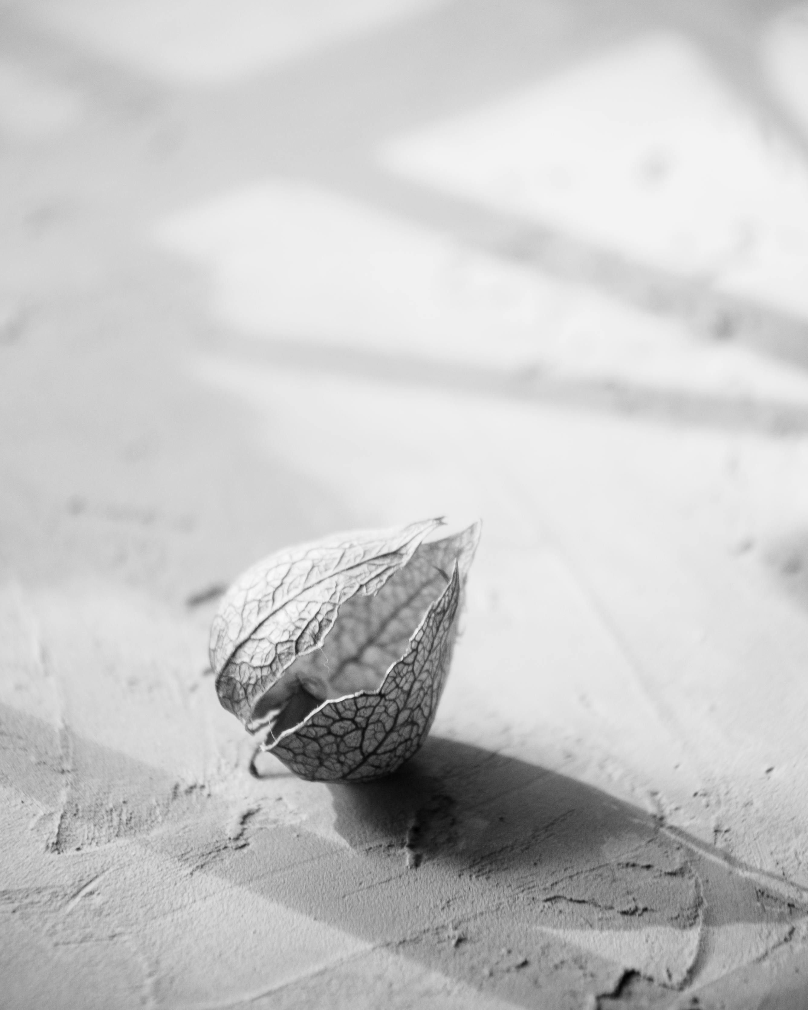 Gratuit Prim Plan Al Unui Cireș Uscat Cu Vezică Urinară Culcat în Lumina Soarelui  Fotografie de stoc