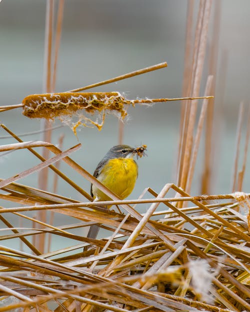 A yellow bird sitting on top of some reeds