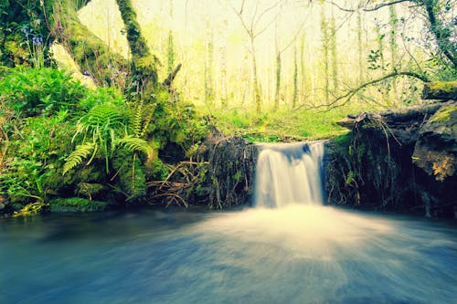 Imagine de stoc gratuită din apă curgătoare, arbori, cascade