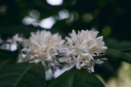 얕은 초점 렌즈에 흰 꽃