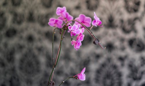 Free stock photo of floral, flower, orchid