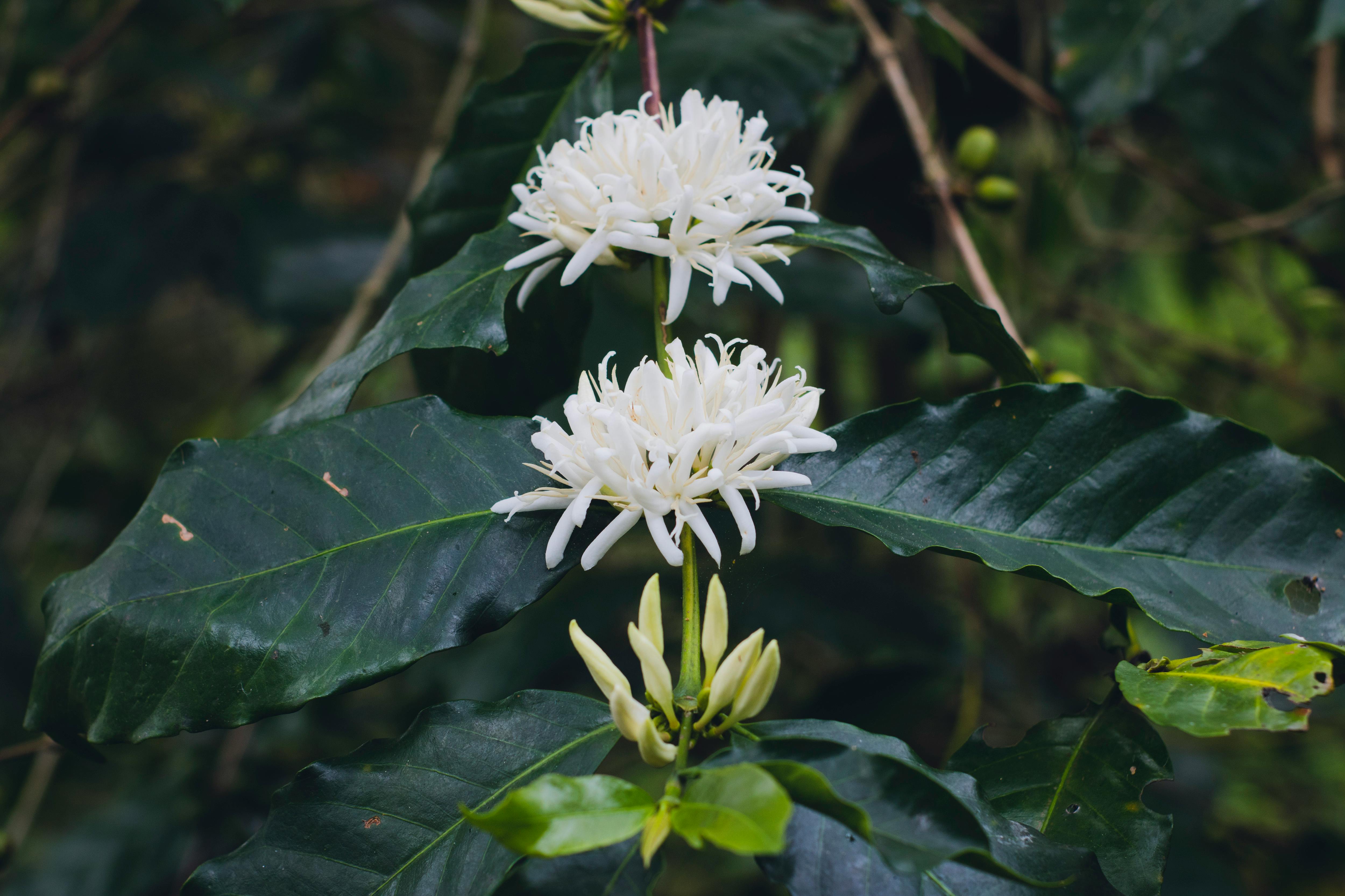 free-stock-photo-of-arabica-coffee-coffee-flowers