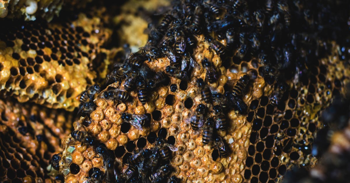 Free stock photo of animal, bee, bee pollen