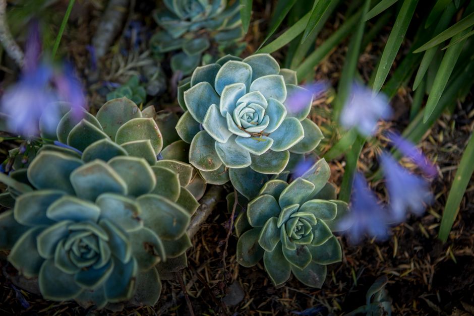 beautiful low maintenance garden - low maintenance plants