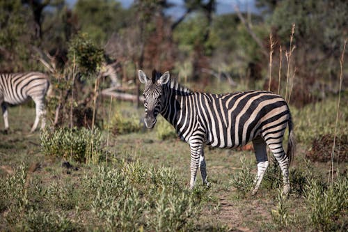 Free stock photo of nature, wildlife, zebra